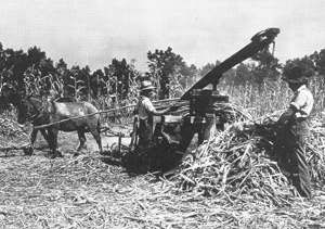 Sorghum-Making